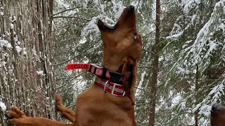 Idaho Mountain Lion Hunting With Hounds  Self Filmed  Redbone Power  screamingeagleoutdoors3092 [upl. by Charlton]