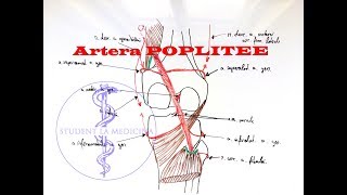 Artera Poplitee [upl. by Margit149]