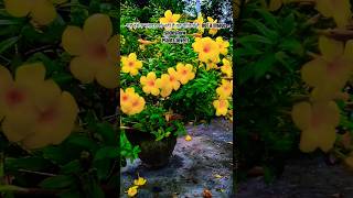 Allamanda plant care tips dwarf allarmanda की देखभाल flowering secret summer flowering plant [upl. by Coy593]