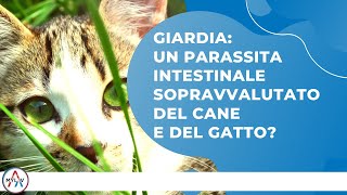 Giardia un parassita intestinale sopravvalutato del cane e del gatto [upl. by Tnairb654]