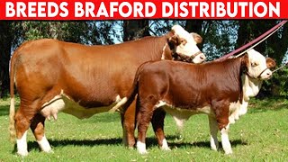 ⭕ Cattle Breeds Braford Distribution ✅ BRAFORD Cattle  Bulls [upl. by Eicirtap]