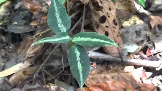 Aglaonema pictum at Aceh [upl. by Ornas]