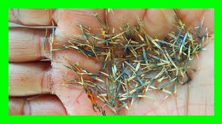 How To Save Marigold Seeds Collect Marigold Seeds [upl. by Hplar]