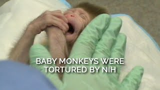 Baby Monkeys Were Tortured by NIH [upl. by Ahsikel90]