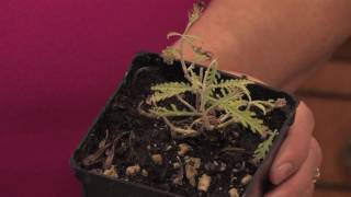 Gardening Tips  How to Grow Russian Sage Perovskia quotBlue Spirequot [upl. by Ecnerat]