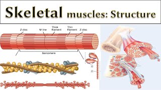 Muscles structure  Sarcomere  Muscles proteins  Muscular tissue  skeleton muscles  part2 [upl. by Sesilu]