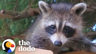 Raccoon Still Visits Her Favorite Human Years After She Was Released In The Wild  The Dodo [upl. by Nepil]