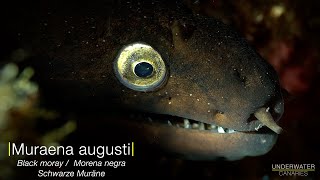 Black moray tracking  Underwater Canaries [upl. by Tillman721]