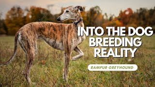 Truth About Dog Breeding In India  Rampur Hounds  Hounds of India  Indian Dog Breeds [upl. by Mercier824]