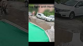 Poor Horse dog fight dog bites horse and jump over car punjabisong newvideo dogfight punjabi [upl. by Zilber740]