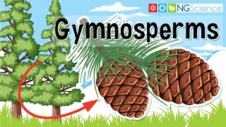 Gymnosperms [upl. by Idou]