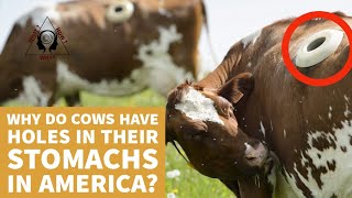 Why do cows have holes in their stomachs in America  Facts [upl. by Anallise]