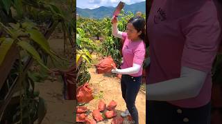 Lots of ripe mangoes 🥭🥭 and harvesting sweet mango from farm shorts harvest youtubeshorts [upl. by Liuqnoj]