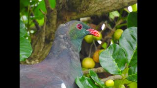 Kereru foraging in puriri tree [upl. by Idnahk336]