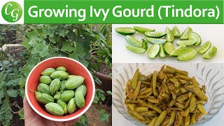 How To Grow Ivy Gourd Tindora or Tondli PLUS Recipe [upl. by Lon]