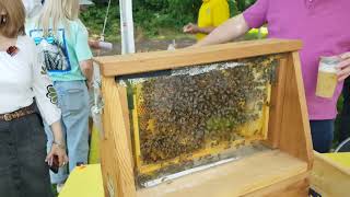 Bees on the Hampshire Beekeepers Association stall at TriFest festival in Riverside Park on 27724 [upl. by Annayoj607]