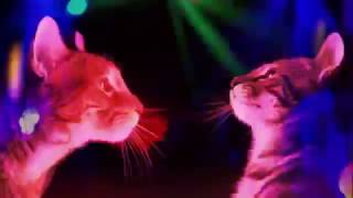 GATOS DE FIESTA BAILANDO EN DISCOTECA COMPLETO MIAU 2017 [upl. by Saticilef780]