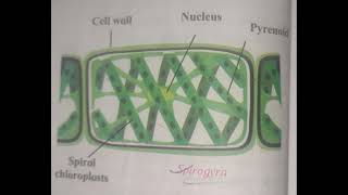 Diagram of Spirogyra diagram [upl. by Jada255]