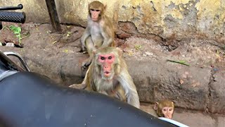 Angry monkey shows displeasure over being video taped by tourists [upl. by Othelia]