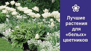 ❀ Лучшие растения для «белых» цветников [upl. by Finnie]