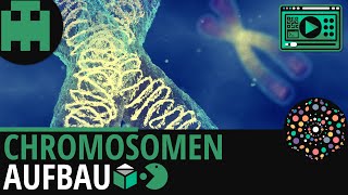 Chromosomen Aufbau│Biologie Lernvideo Learning Level Up [upl. by Richmond]