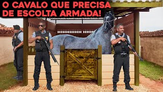 COMO VIVE O CAVALO MAIS CARO DO BRASIL DE 16 MILHÕES DE REAIS [upl. by Mccoy284]