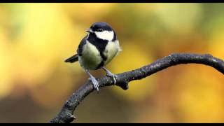 Great Tit Bird Call Bird Song [upl. by Draillih567]