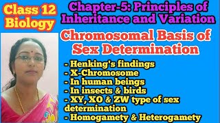 Chromosomal basis of sex determination  Class 12 Biology  NEET Biology [upl. by Llenaj933]