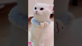 The Ultimate Cat Comedy Collection Prepare to Laugh Funny Cat Video funnycat shorts funnyanimal [upl. by Arahahs755]