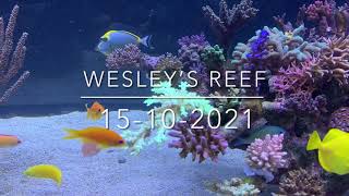 Wesley’s reef 15102021 [upl. by Etom]