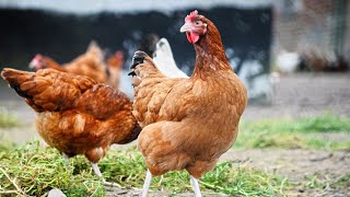 Voici comment un élevage de poulets devrait ressember 4  les poules pondeuses et poulets de chairs [upl. by Asirem]