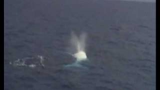 Migaloo  Albino Humpback Whale on The Great Barrier Reef [upl. by Tudela]