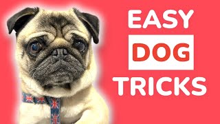 How to Train A PUG at Home 🐶 Secret Tricks [upl. by Magan]