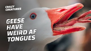 Geese Have Teeth on Their Tongues and It’s Horrifying [upl. by Gelman]