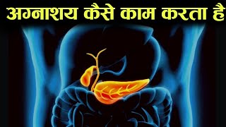 अग्नाशय पैन्क्रियाज कैसे काम करता हैं  digestive system 9  how pancreas works in hindi [upl. by Evelinn]