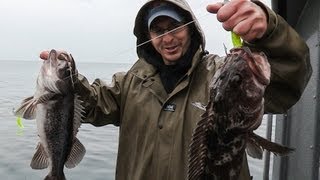 LINGCOD FISHING  The PROOF our tips work  Catch Giant Cod [upl. by Nirehtak483]