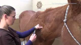 How to Give A Horse an Intramuscular Shot  IM Injection [upl. by Marlyn]