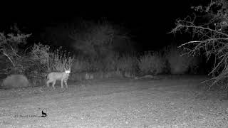 Bobcat plays with a desert mouserat [upl. by Dougall152]