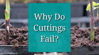 Why Do Cuttings Fail Propagation Tips [upl. by Elihu]