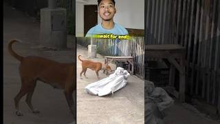 Dog Reaction🦮 publicreaction pkbishalroy trending 🤣 [upl. by Enutrof264]