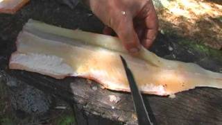 How to Fillet a Northern Pike [upl. by Crofton]