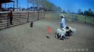 Ranch video and pictures of McCallum bloodline Border Collies [upl. by Ortensia]