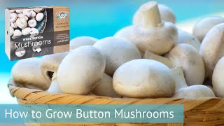 Mr Fothergills  How To Grow Button Mushrooms [upl. by Idalia797]