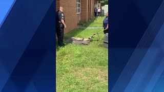 Alligator captured on Slidell High School campus [upl. by Liakim645]