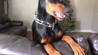 Doberman Pinscher 4 Months Angry [upl. by Caspar]