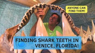 Finding Shark Teeth Venice FloridaShark Tooth Capital Of The World [upl. by Tabb]