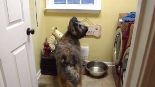 Briard tricks drinking manners  dog Norman [upl. by Dnomaid]