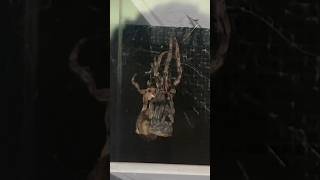 GIANT JAPAN SPIDER MOLTING IN 1 MINUTE [upl. by Ozne270]