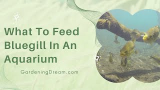 What To Feed Bluegill In An Aquarium [upl. by Inotna]