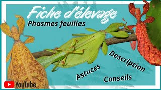 Tuto phasmes feuilles Phyllium tobeloense [upl. by Dagley107]